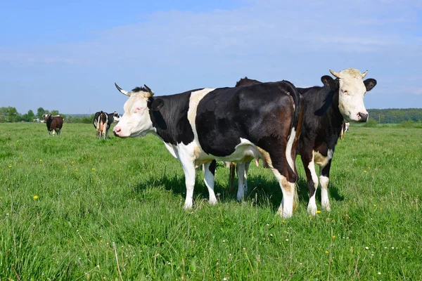 Tehenek Nyári Legelőn — Stock Fotó