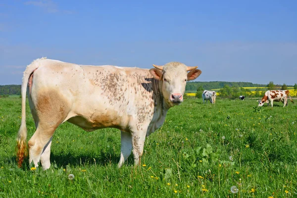 Nyári Legelőn Borjú — Stock Fotó