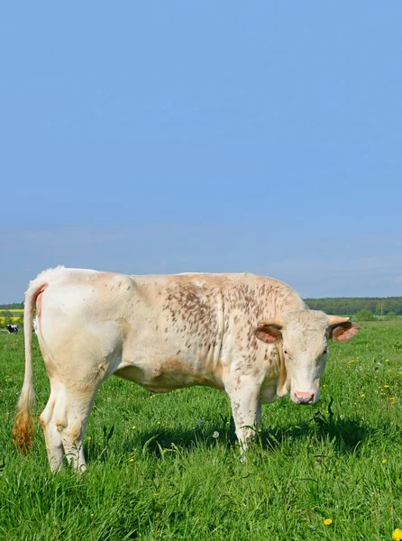 Das Kalb Auf Der Sommerweide — Stockfoto