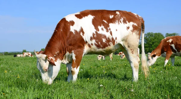 Das Kalb Auf Der Sommerweide — Stockfoto