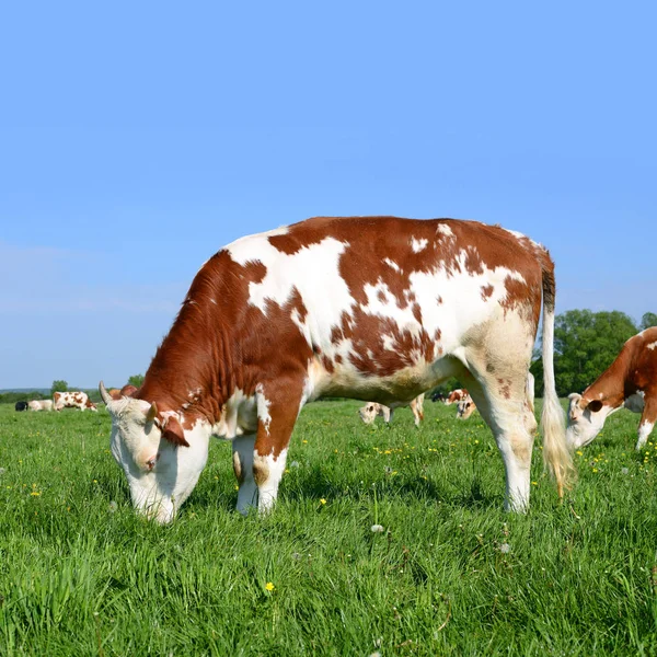 Nyári Legelőn Borjú — Stock Fotó