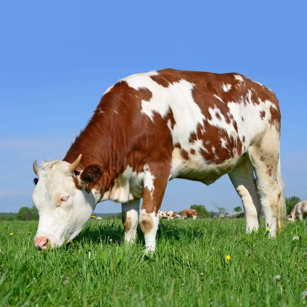 Het Kalf Een Zomer Weiland — Stockfoto