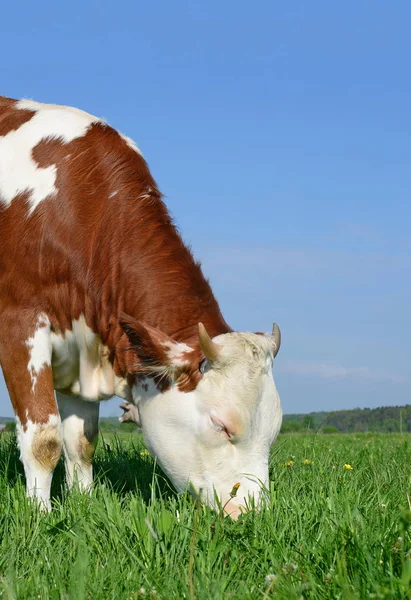 Calf Summer Pasture — Stock Photo, Image