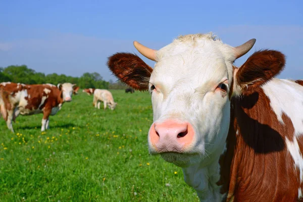 Calf Summer Pasture — Stock Photo, Image