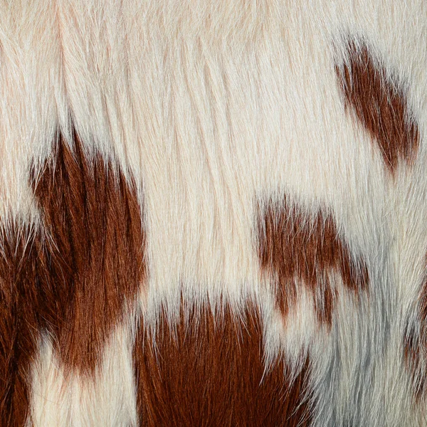 Fragment Skin Cow — Stock Photo, Image