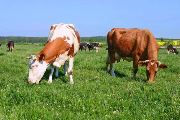 Las Vacas Pasto Verano — Foto de Stock