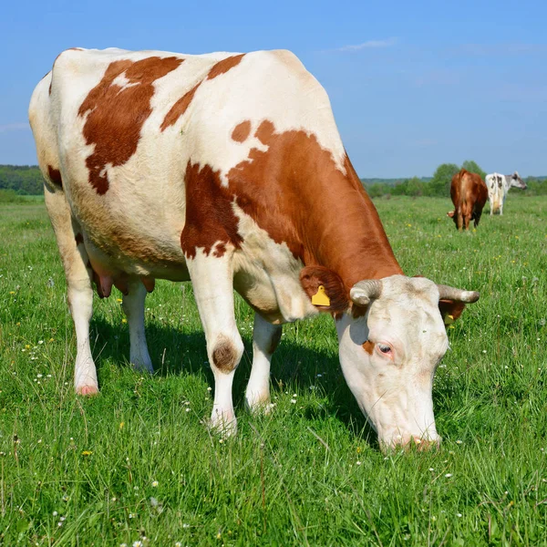 Las Vacas Pasto Verano —  Fotos de Stock