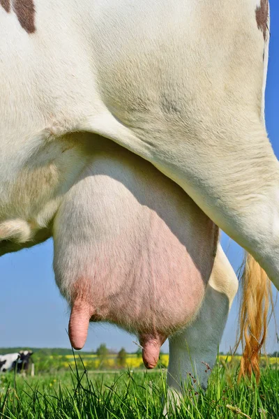 若い牛の乳房をクローズ アップ — ストック写真