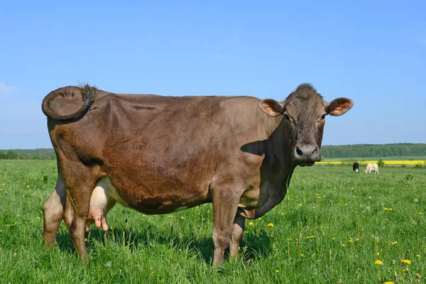 Beautiful Cow Summer Meadow — Stock Fotó
