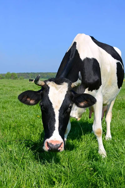 Vache Dans Pâturage Été — Photo