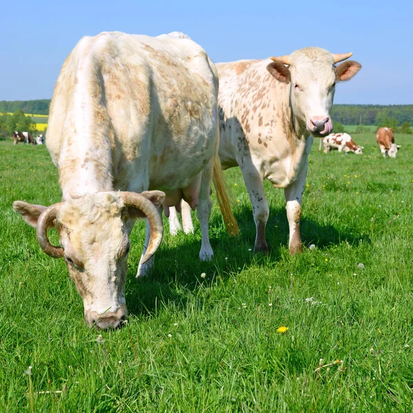 Vacas Pasto Verão — Fotografia de Stock