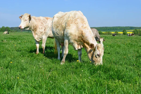 Las Vacas Pasto Verano —  Fotos de Stock