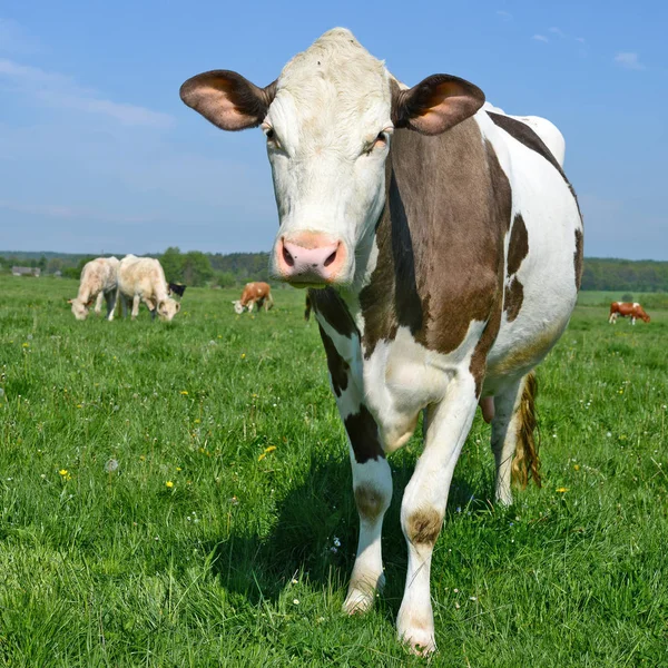 Vacas Pasto Verão — Fotografia de Stock