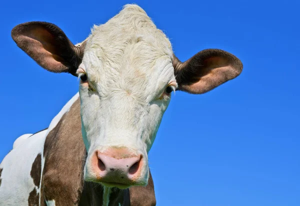 Testa Mucca Contro Cielo — Foto Stock