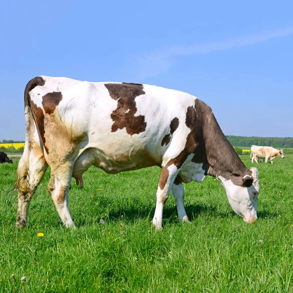 Koeien Een Zomerweide — Stockfoto