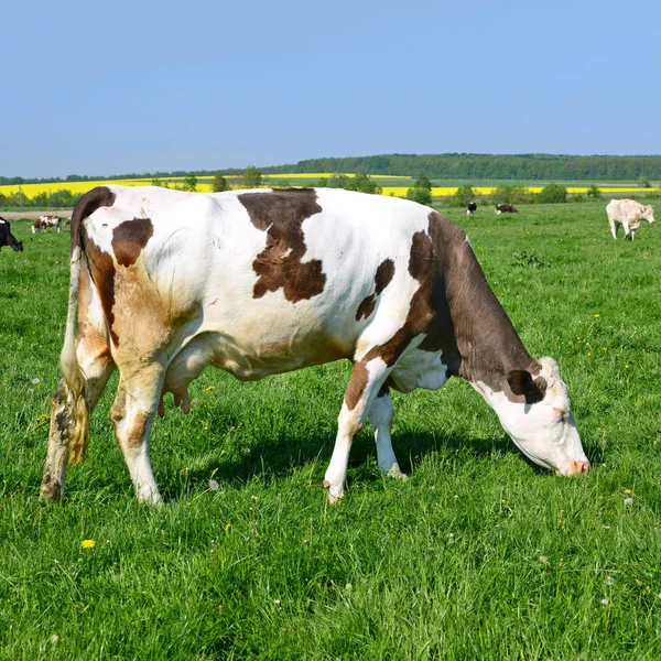 Las Vacas Pasto Verano — Foto de Stock