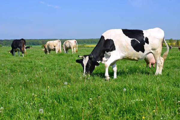 Kühe Auf Einer Sommerweide — Stockfoto