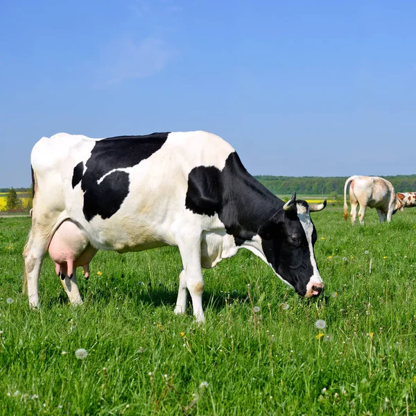 Tehenek Nyári Legelőn — Stock Fotó