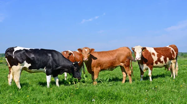 Las Vacas Pasto Verano —  Fotos de Stock