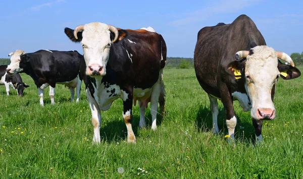 Koeien Een Zomerweide — Stockfoto