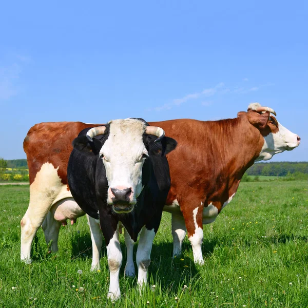 Mucche Pascolo Estivo — Foto Stock