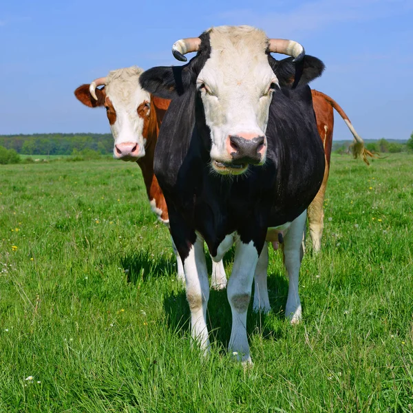 Koeien Een Zomerweide — Stockfoto