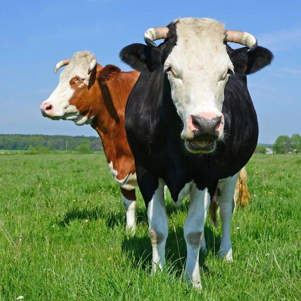 夏天牧场上的奶牛 — 图库照片