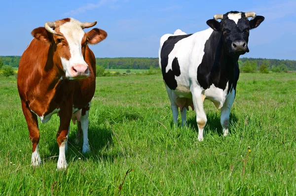 Vacas Pasto Verão — Fotografia de Stock