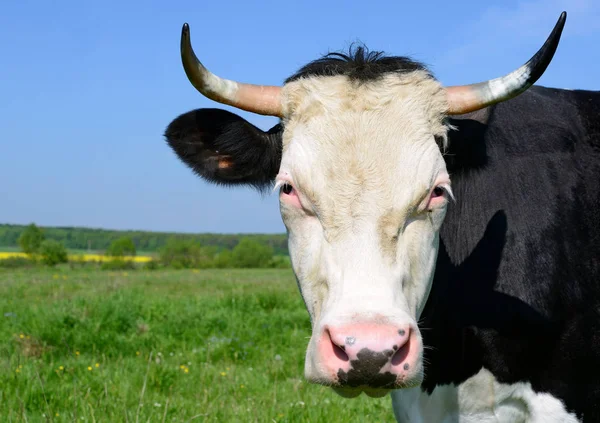 Cow Summer Pasture — Stock Photo, Image