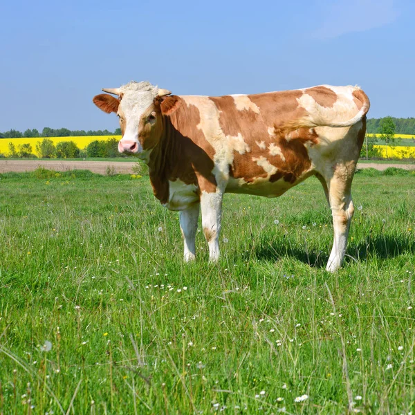 Nyári Legelőn Borjú — Stock Fotó