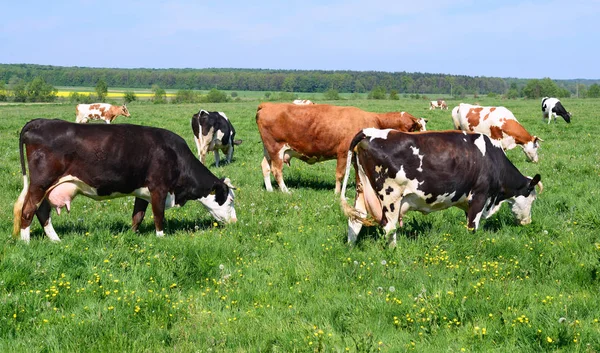 Kühe Auf Einer Sommerweide — Stockfoto