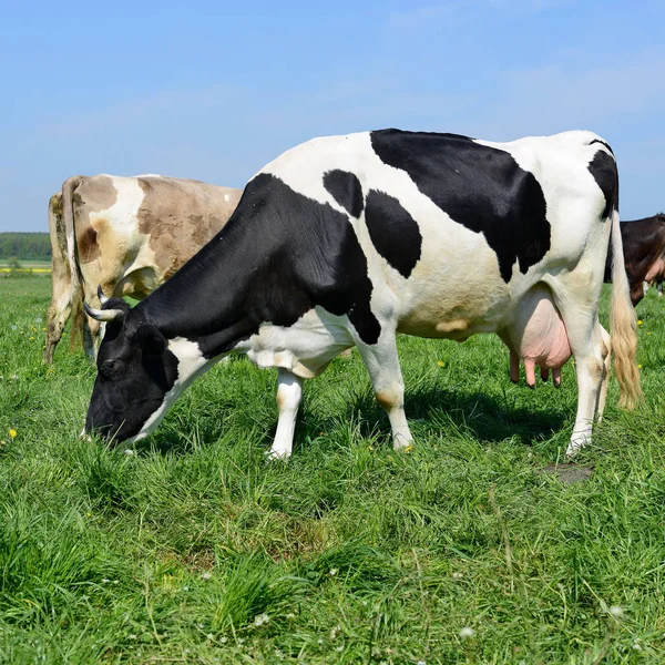 Vacas Pasto Verão — Fotografia de Stock