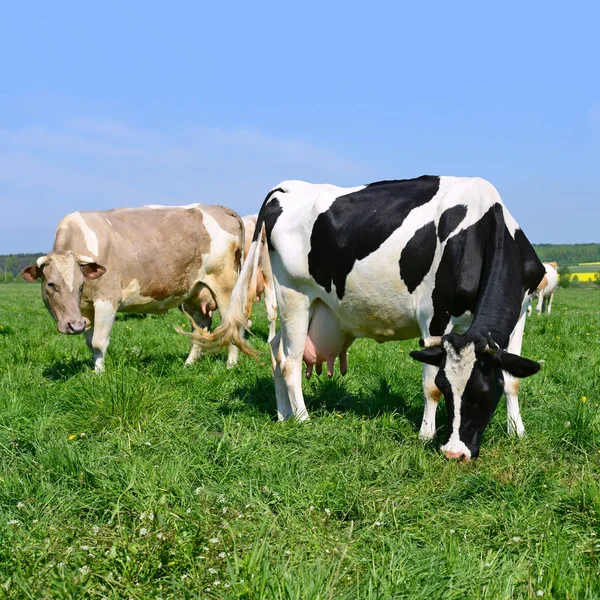 Vaches Sur Pâturage Été — Photo