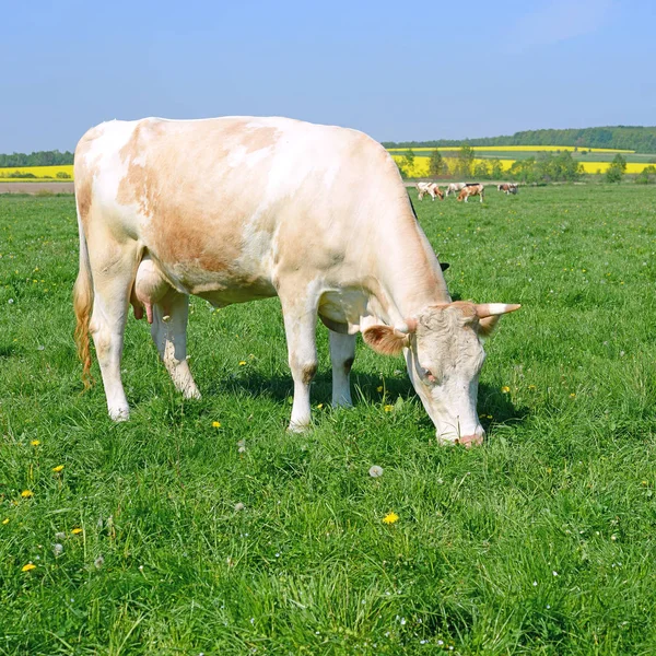 Krowa Letnim Pastwisku — Zdjęcie stockowe