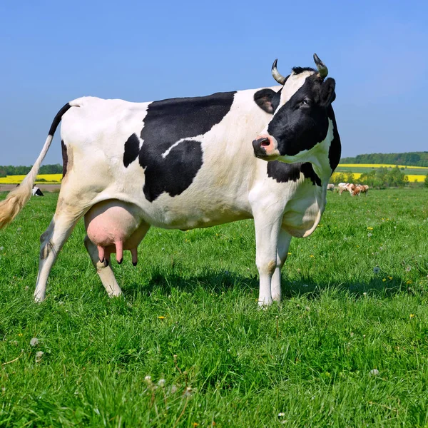 Cow Summer Pasture — Stock Photo, Image