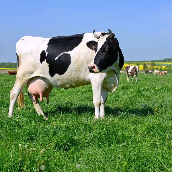 Kuh Auf Einer Sommerweide — Stockfoto