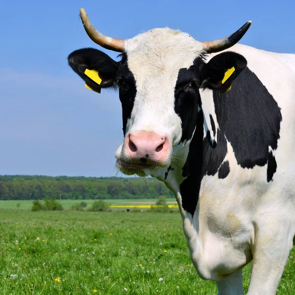 Vache Dans Pâturage Été — Photo