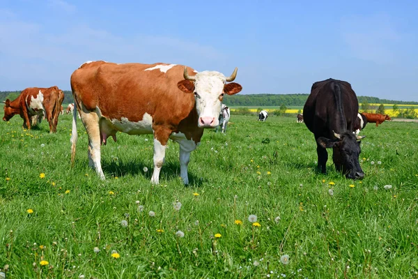 Las Vacas Pasto Verano — Foto de Stock