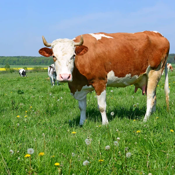 Koe Een Zomerweide — Stockfoto