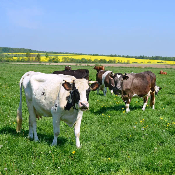 Tehenek Nyári Legelőn — Stock Fotó