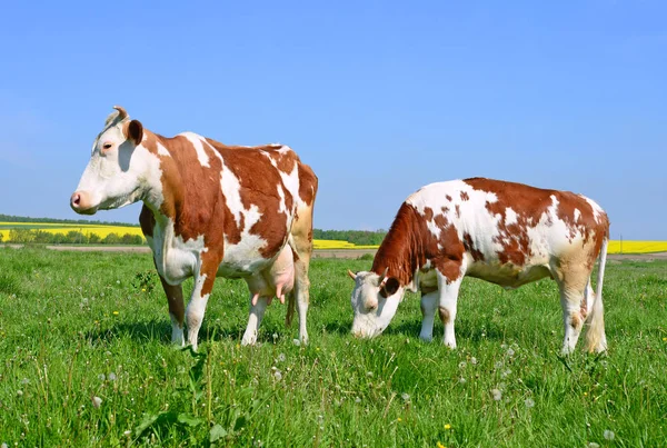 Vacas Pasto Verão — Fotografia de Stock