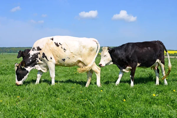 Tehenek Nyári Legelőn — Stock Fotó