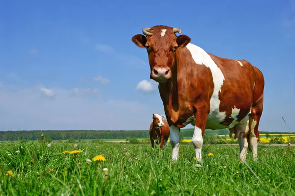 Cow Summer Pasture — Stock Photo, Image