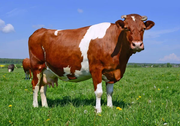 Vache Dans Pâturage Été — Photo