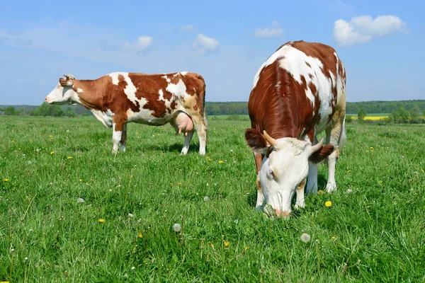 Las Vacas Pasto Verano —  Fotos de Stock