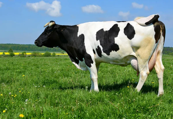 Koe Een Zomerweide — Stockfoto