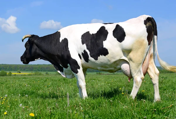 Koe Een Zomerweide — Stockfoto