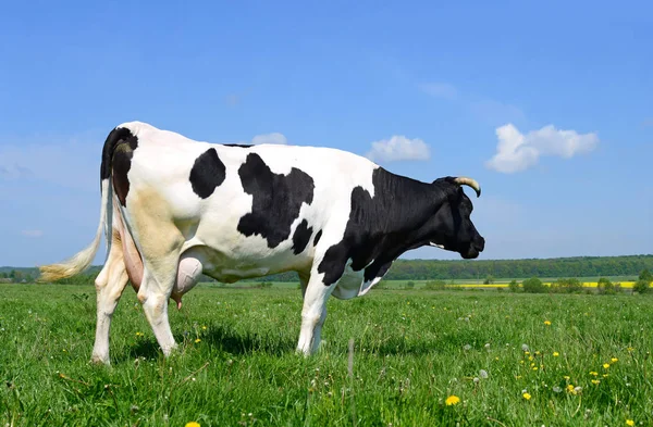 Koe Een Zomerweide — Stockfoto