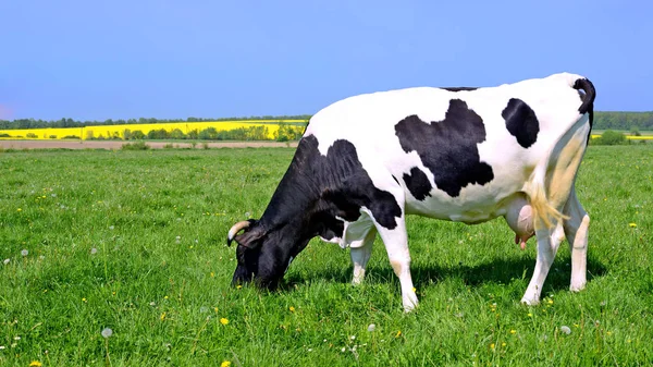 Kuh Auf Einer Sommerweide — Stockfoto