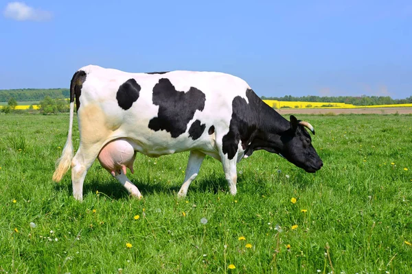 Yaz Otlağında Inek — Stok fotoğraf